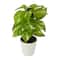 9" Pothos Plant in Decorative White Planter